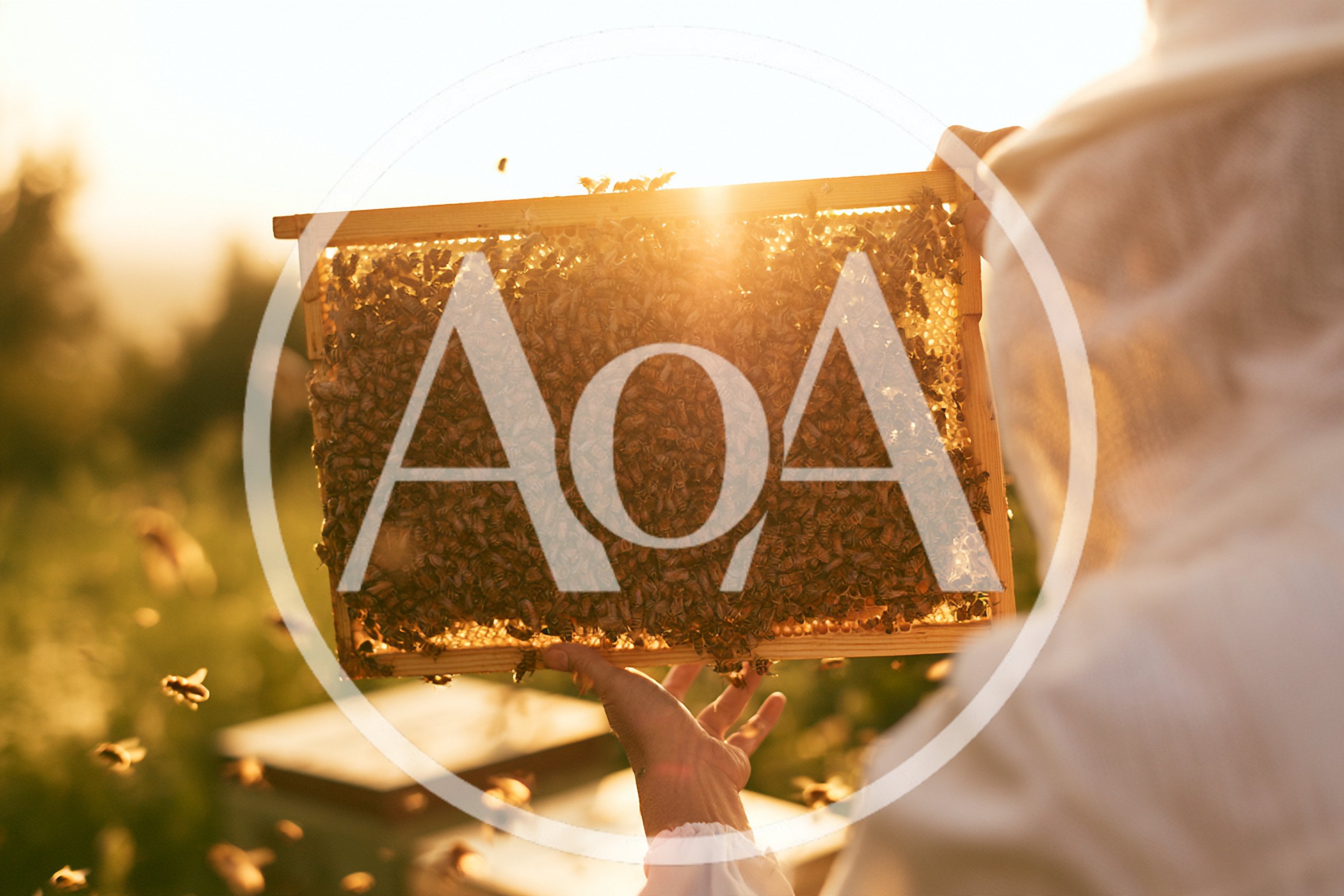 Beekeeper Holding Honeycomb Frame With Bees