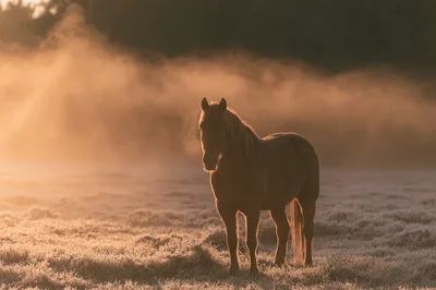 Horse Standing In A Frosty Meadow At Sunrise