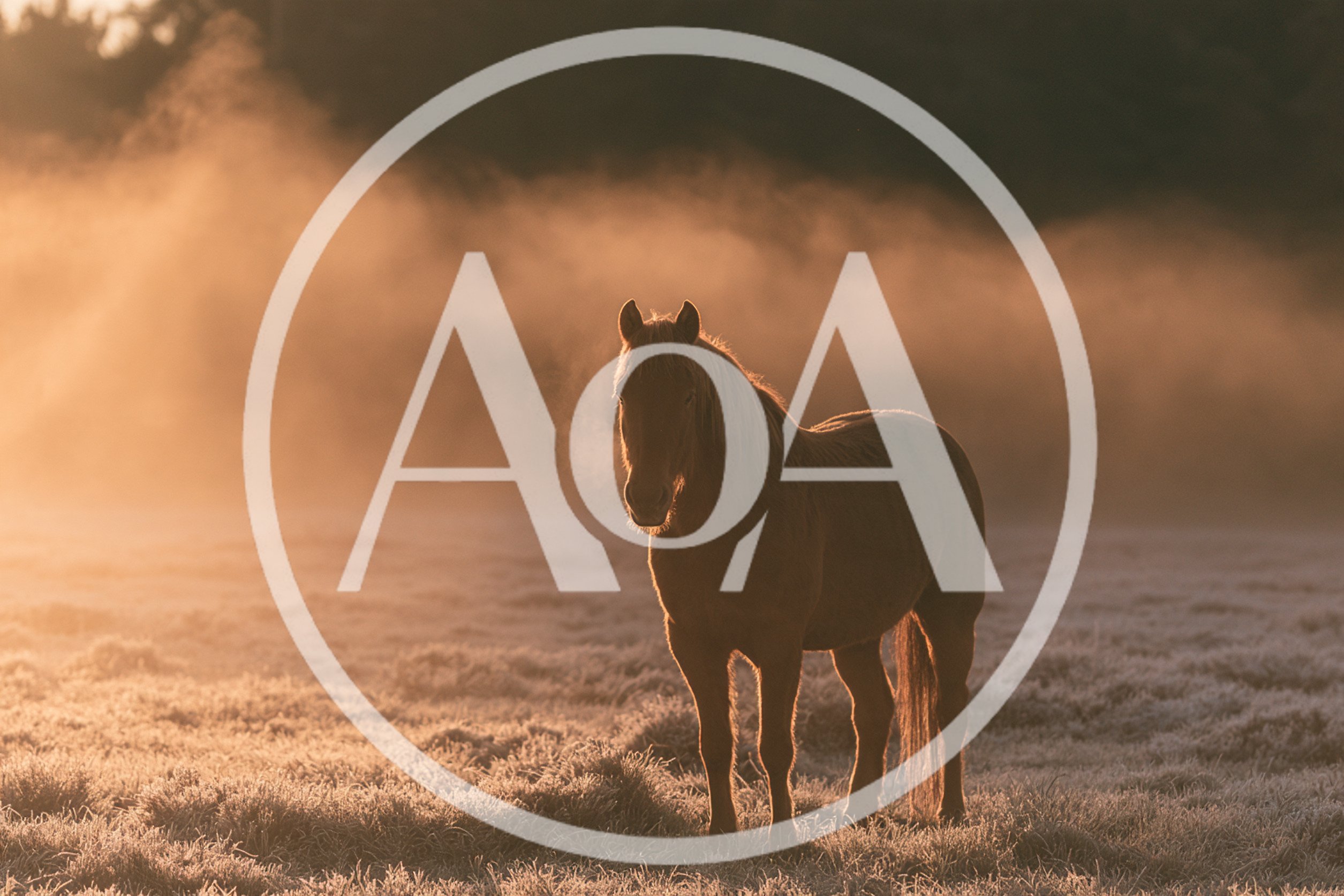 Horse Standing In A Frosty Meadow At Sunrise