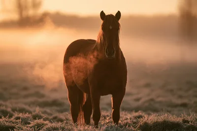 Brown Horse Standing In Misty Morning Field