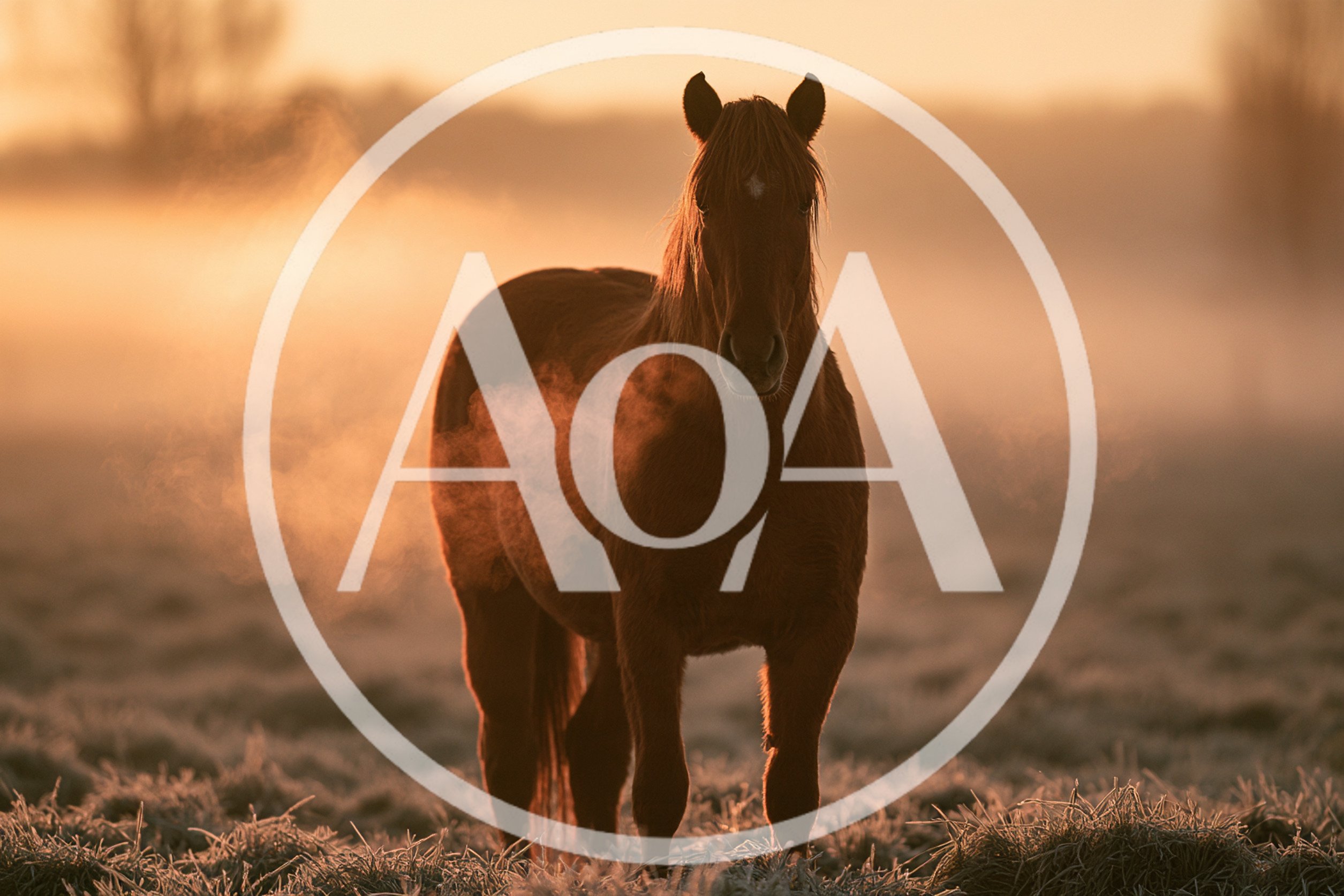 Brown Horse Standing In Misty Morning Field