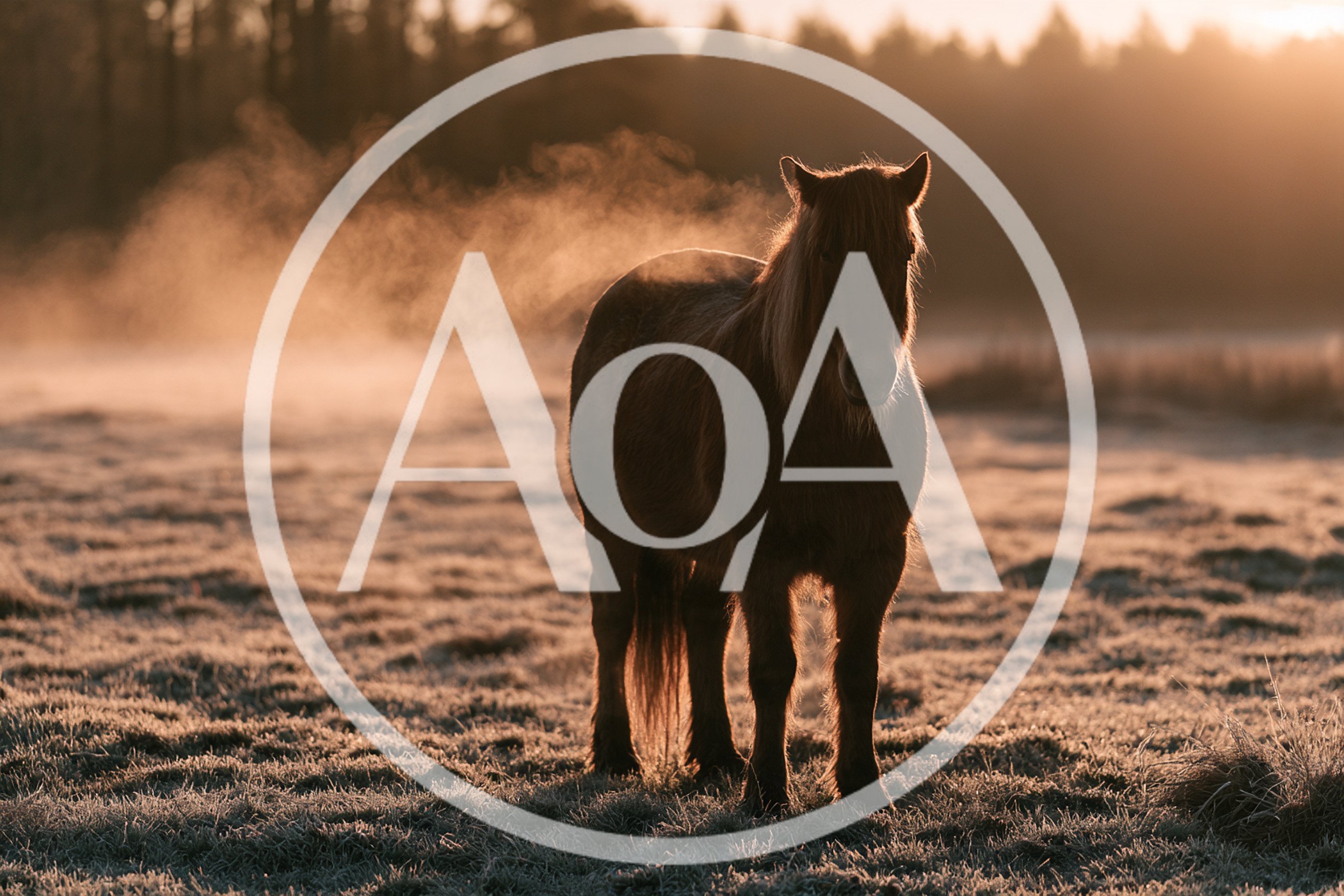 Icelandic Horse Standing In A Frosty Morning Field