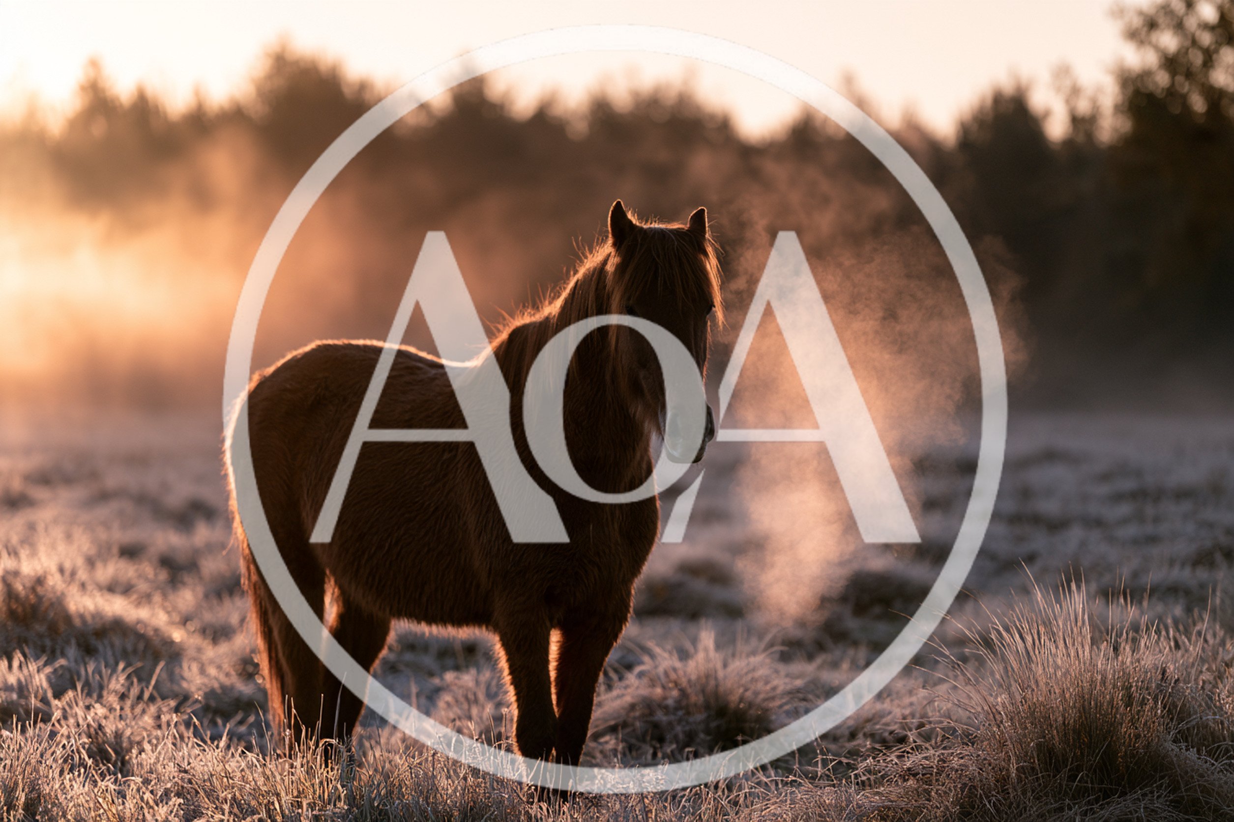 Brown Horse Standing In A Frosty Meadow At Sunrise