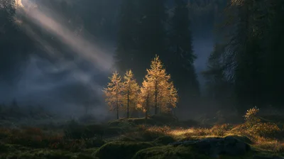Golden Larch Trees Illuminated By Morning Sunbeams