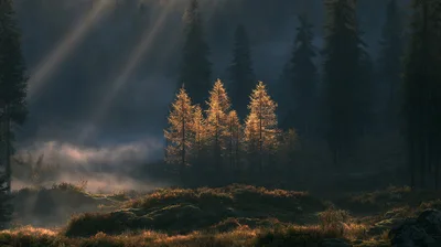 Golden Larch Trees In Misty Mountain Forest
