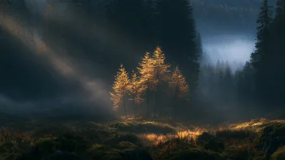 Golden Larch Trees In Misty Forest Clearing