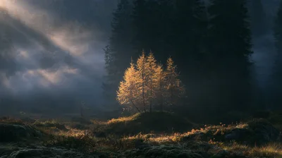 Golden Larch Trees Illuminated In Misty Forest Landscape