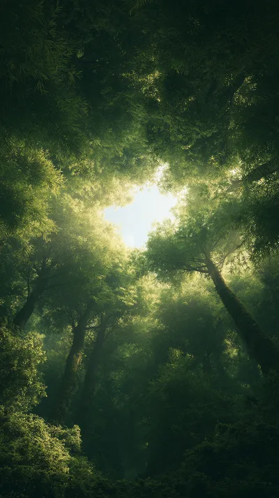 Low Angle View Of Lush Forest Canopy