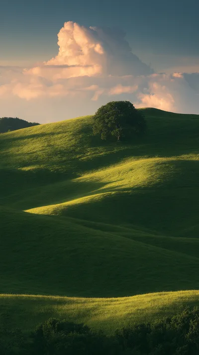Lone Oak Tree On Rolling Green Hills At Sunset