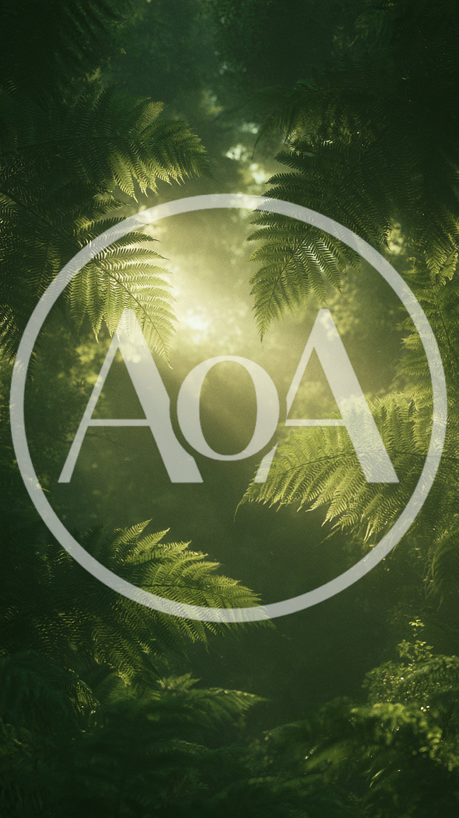 Sunlight Streaming Through Lush Tropical Fern Forest