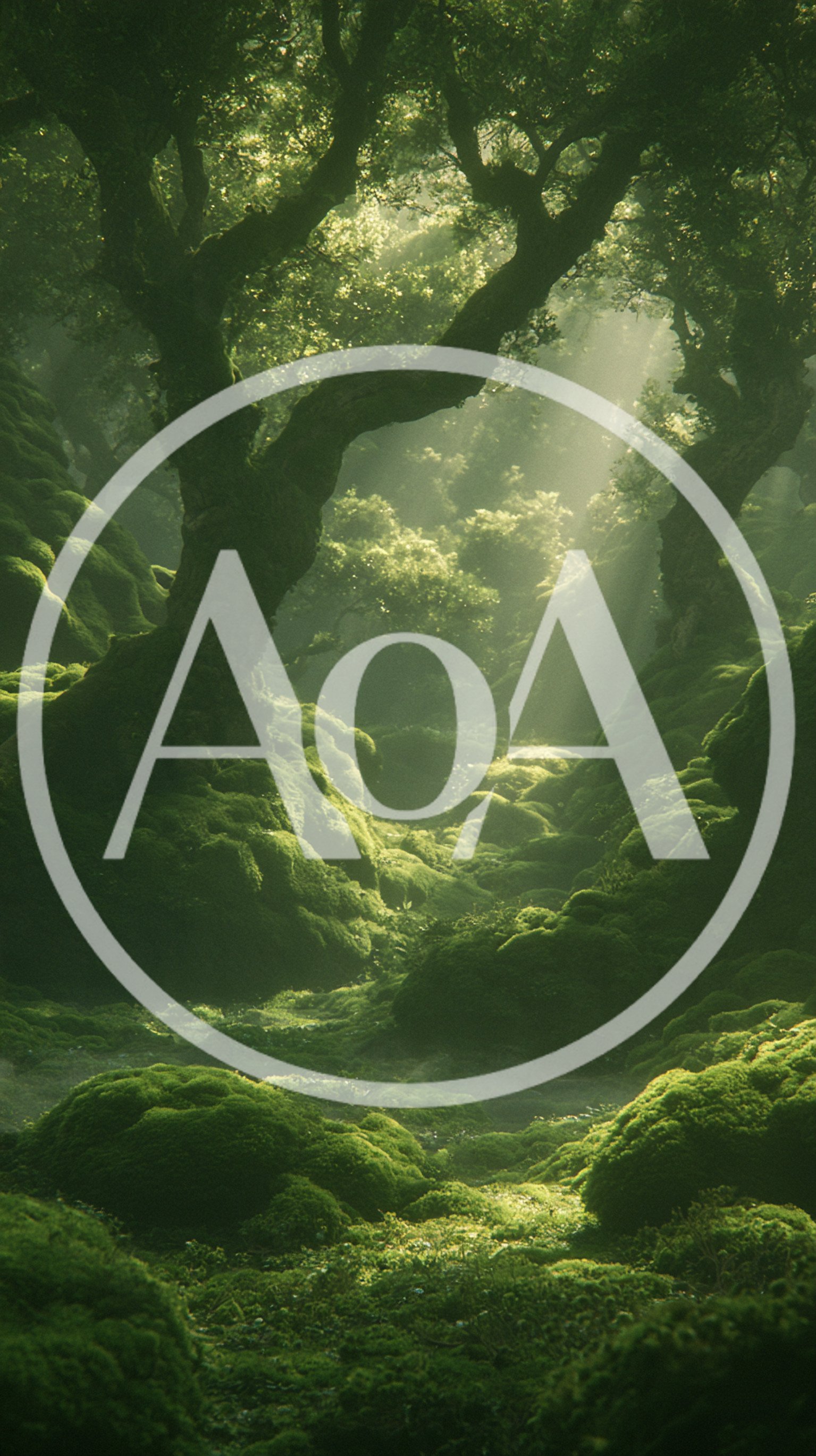 Sunlight Streaming Through A Lush Mossy Forest