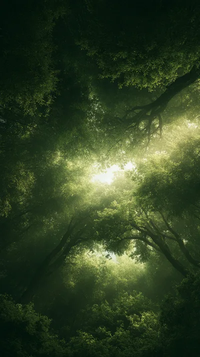 Sunlight Streaming Through Dense Forest Canopy