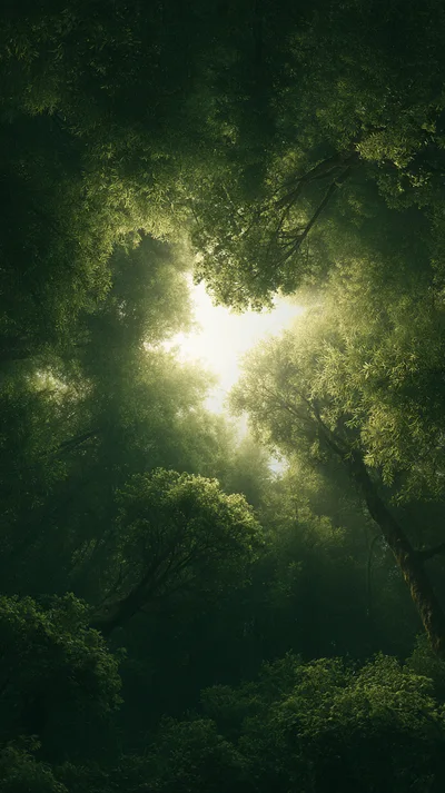 Sunlight Filtering Through Dense Forest Canopy