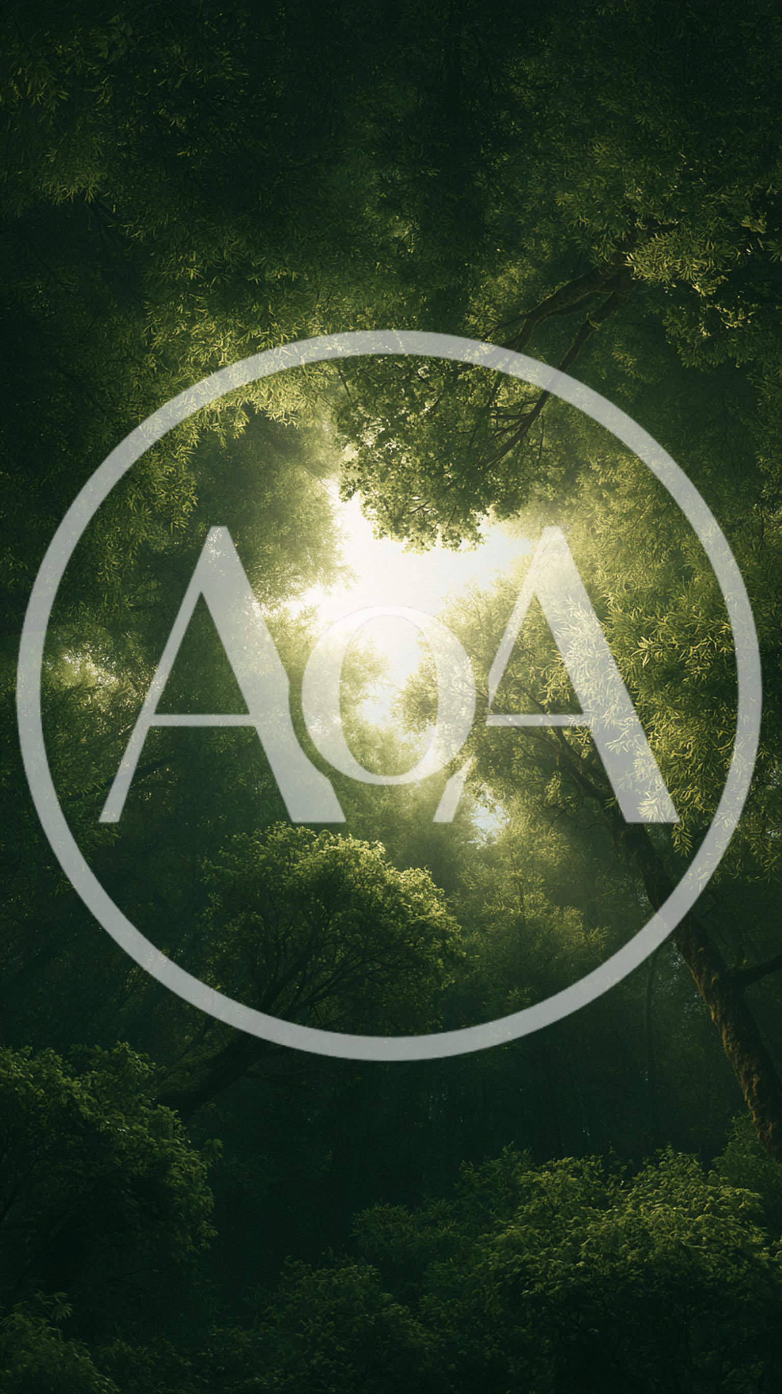 Sunlight Filtering Through Dense Forest Canopy
