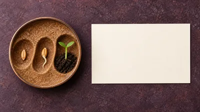 Stages of Plant Growth in a Decorative Bowl