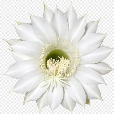 Blooming White Echinopsis Cactus Flower Isolated