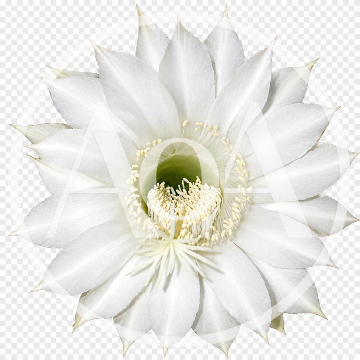 Blooming White Echinopsis Cactus Flower Isolated