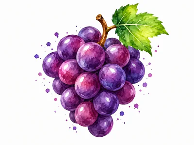 Watercolor Illustration Of A Bunch Of Purple Grapes