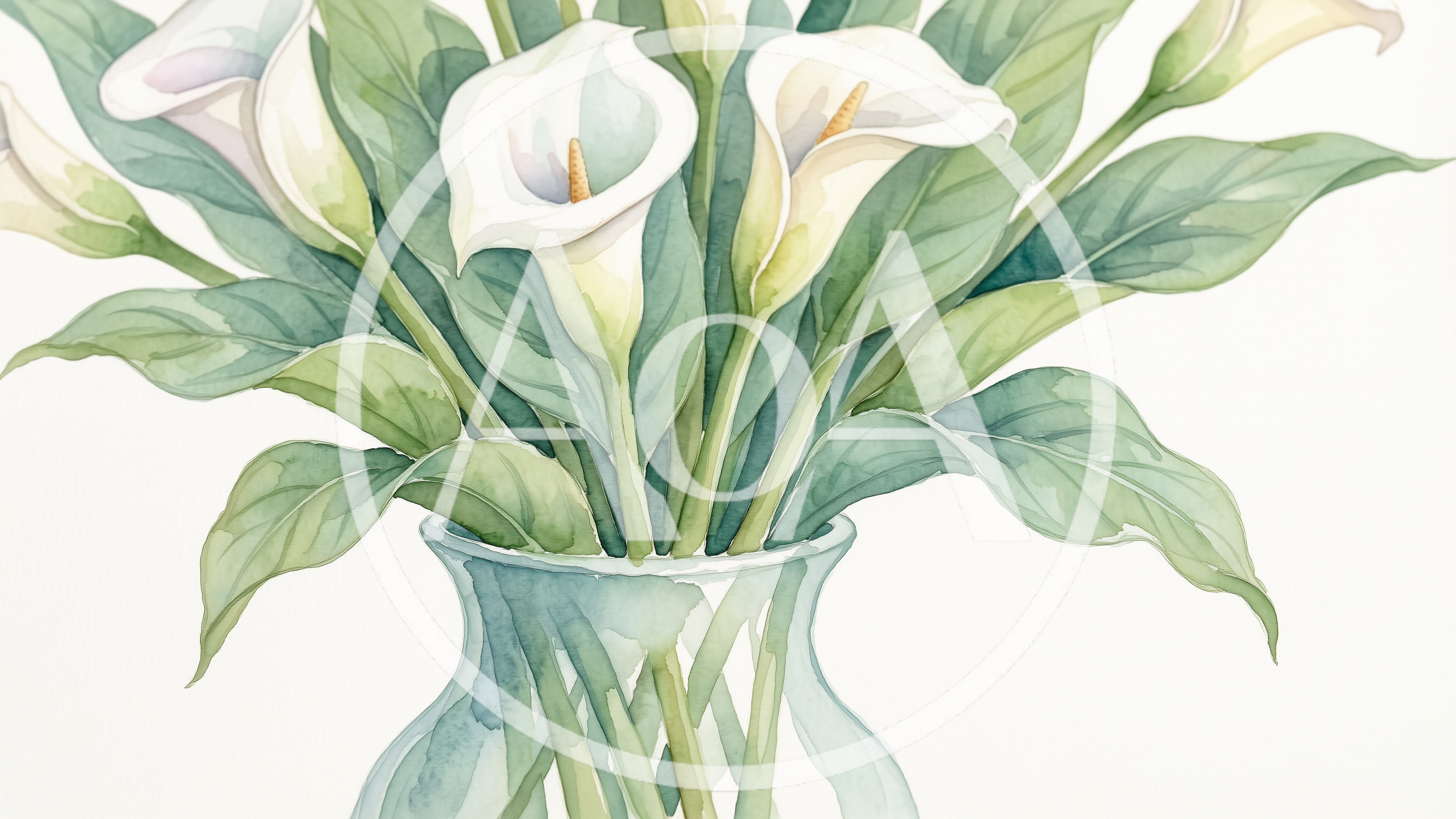 Watercolor Painting Of White Calla Lilies In Glass Vase