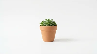 Small Green Succulent Plant In Terracotta Pot