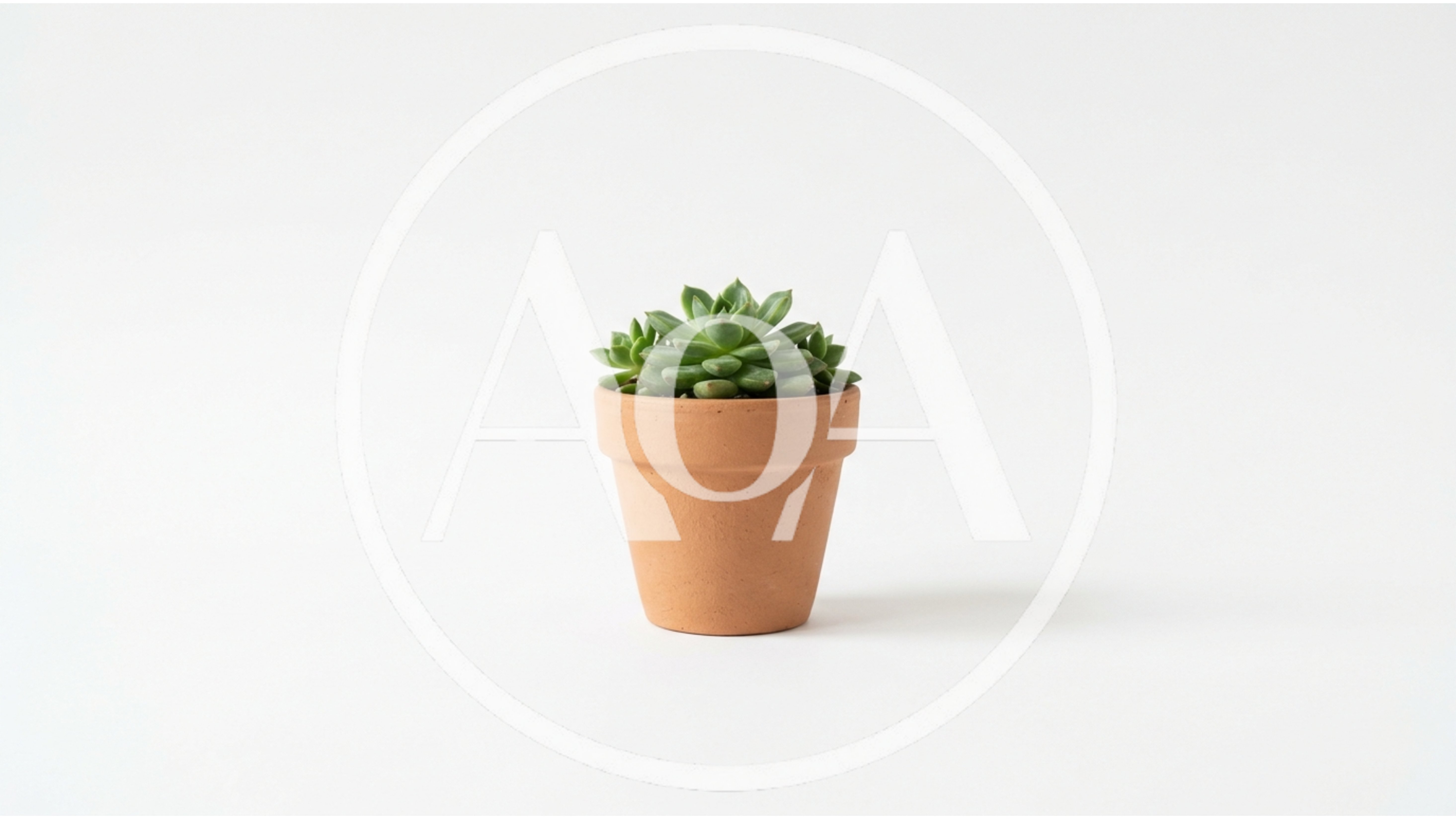 Small Green Succulent Plant In Terracotta Pot