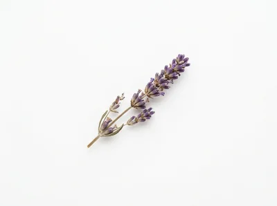 Single Sprig Of Dried Lavender On White Background