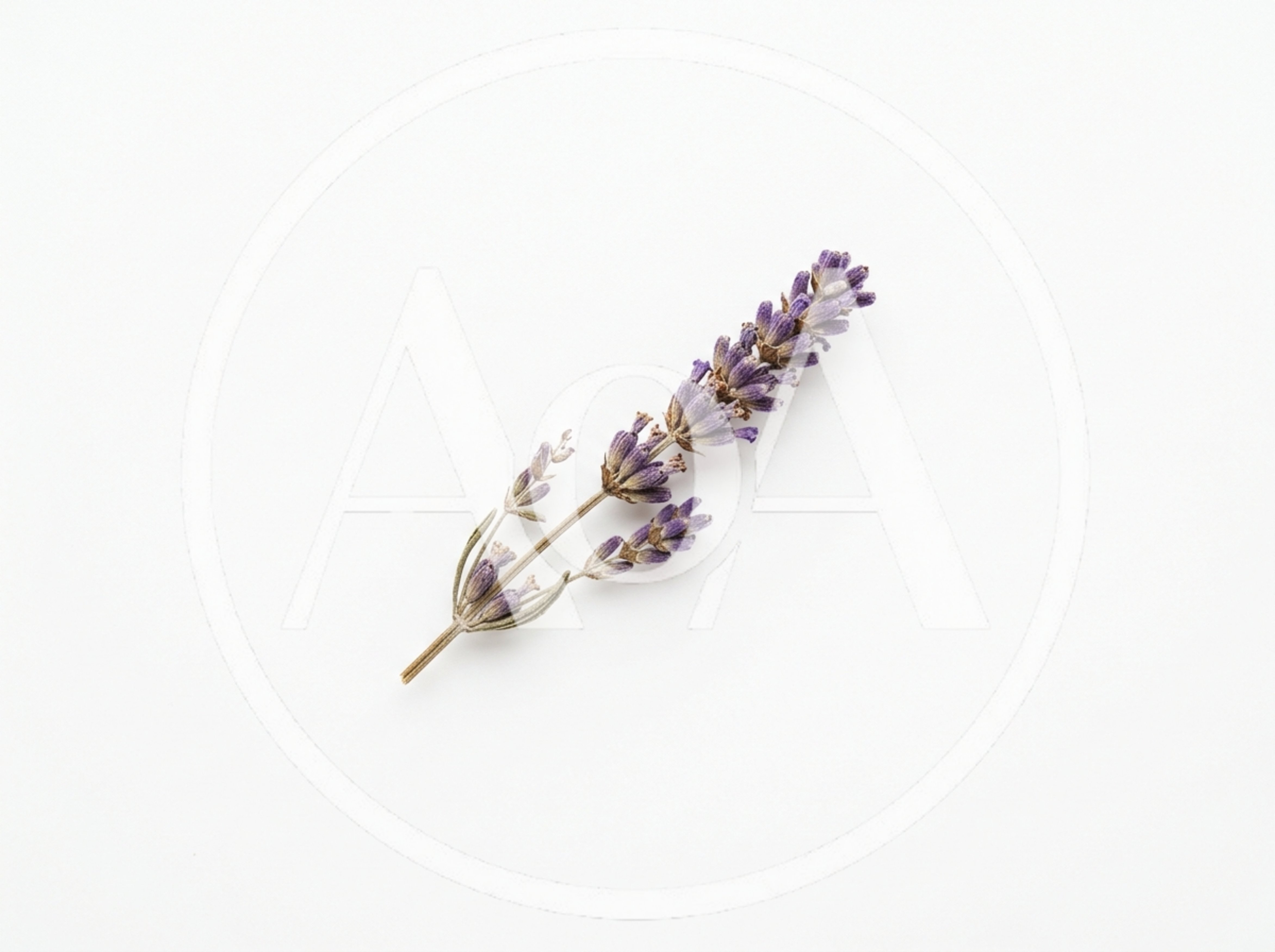 Single Sprig Of Dried Lavender On White Background