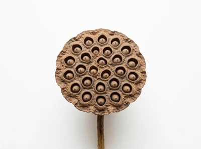 Dried Lotus Seed Pod Isolated On White Background