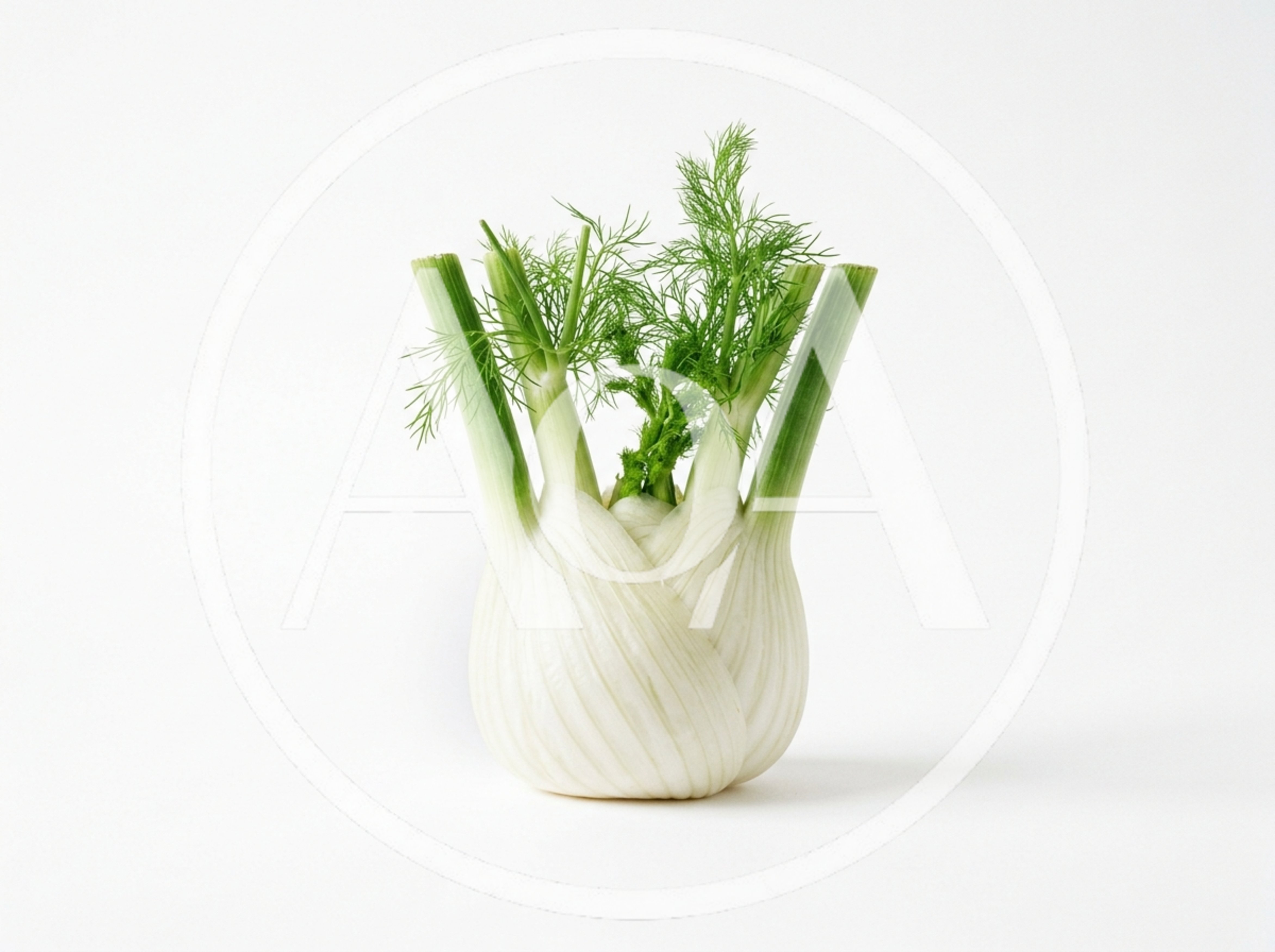 Fresh Bulb Of Fennel On White Background
