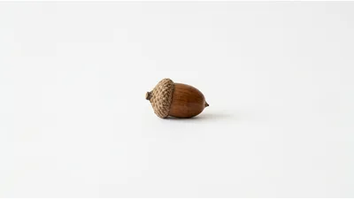 Single Brown Acorn Isolated On White Background