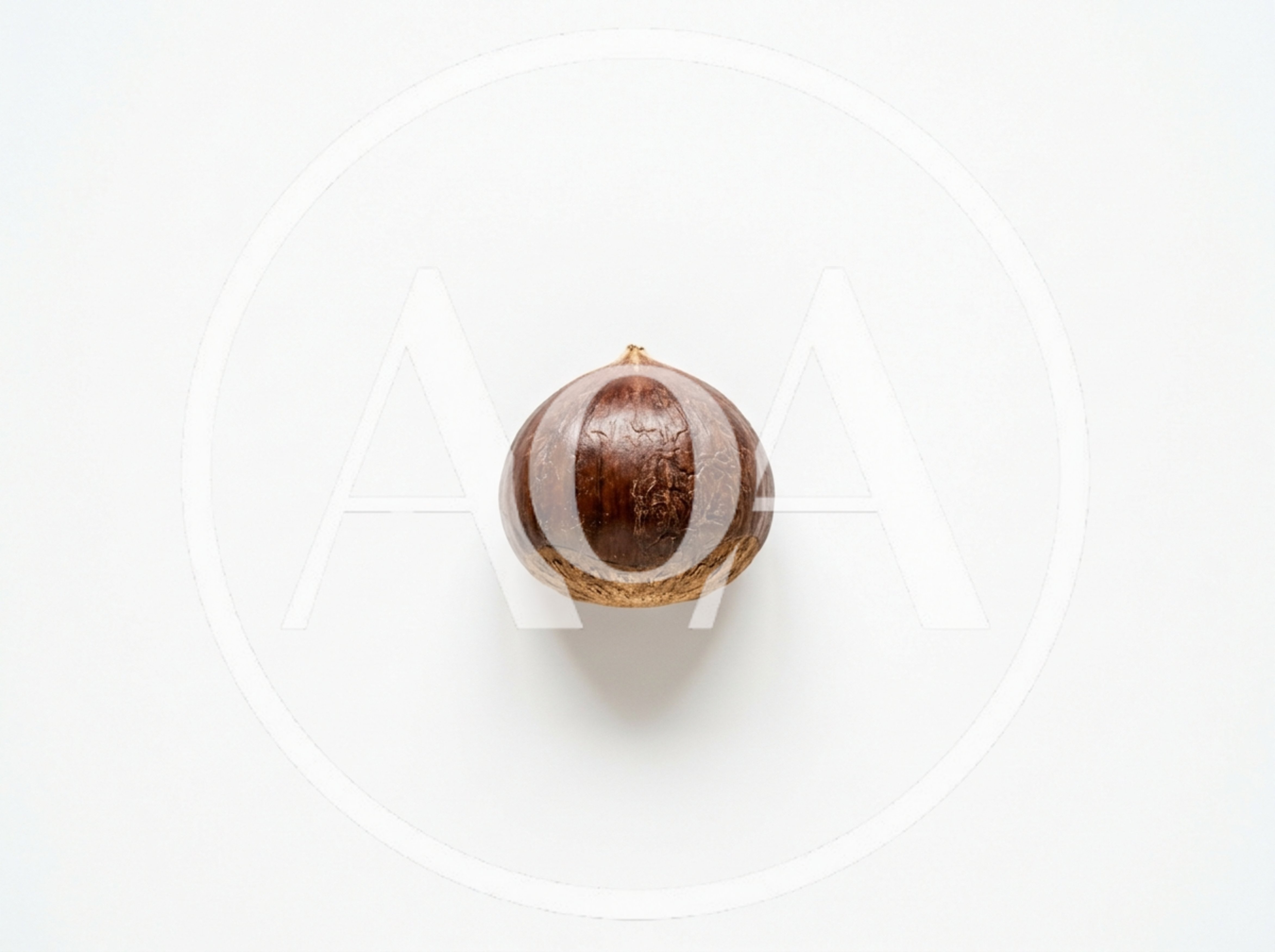 Single Raw Chestnut Isolated On White Background
