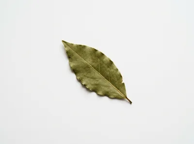 Single Dried Bay Leaf on White Background