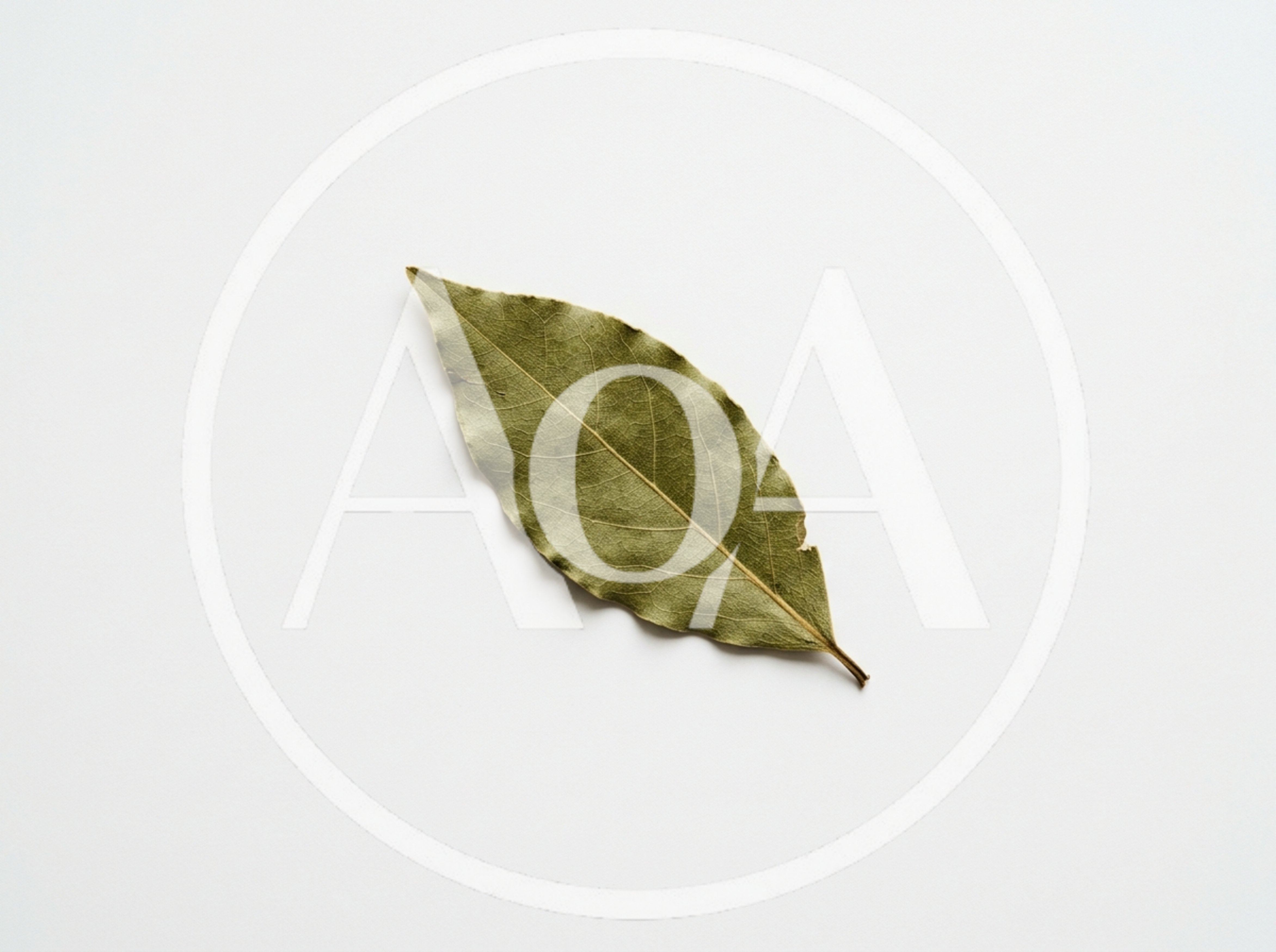 Single Dried Bay Leaf on White Background
