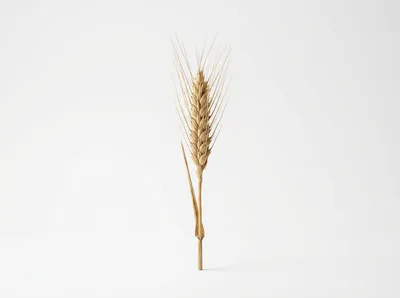 Single Dried Wheat Stalk Isolated On White Background