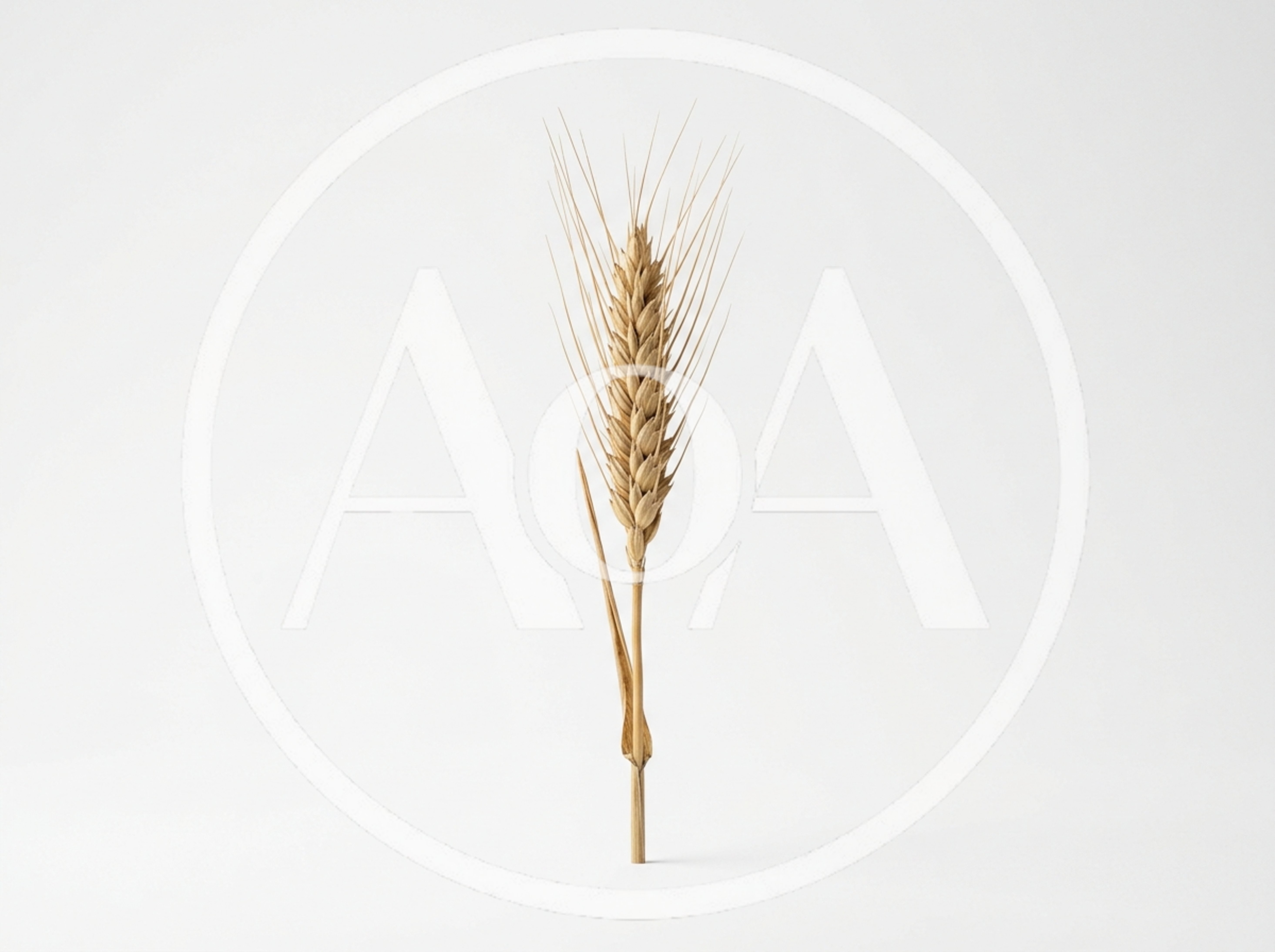 Single Dried Wheat Stalk Isolated On White Background