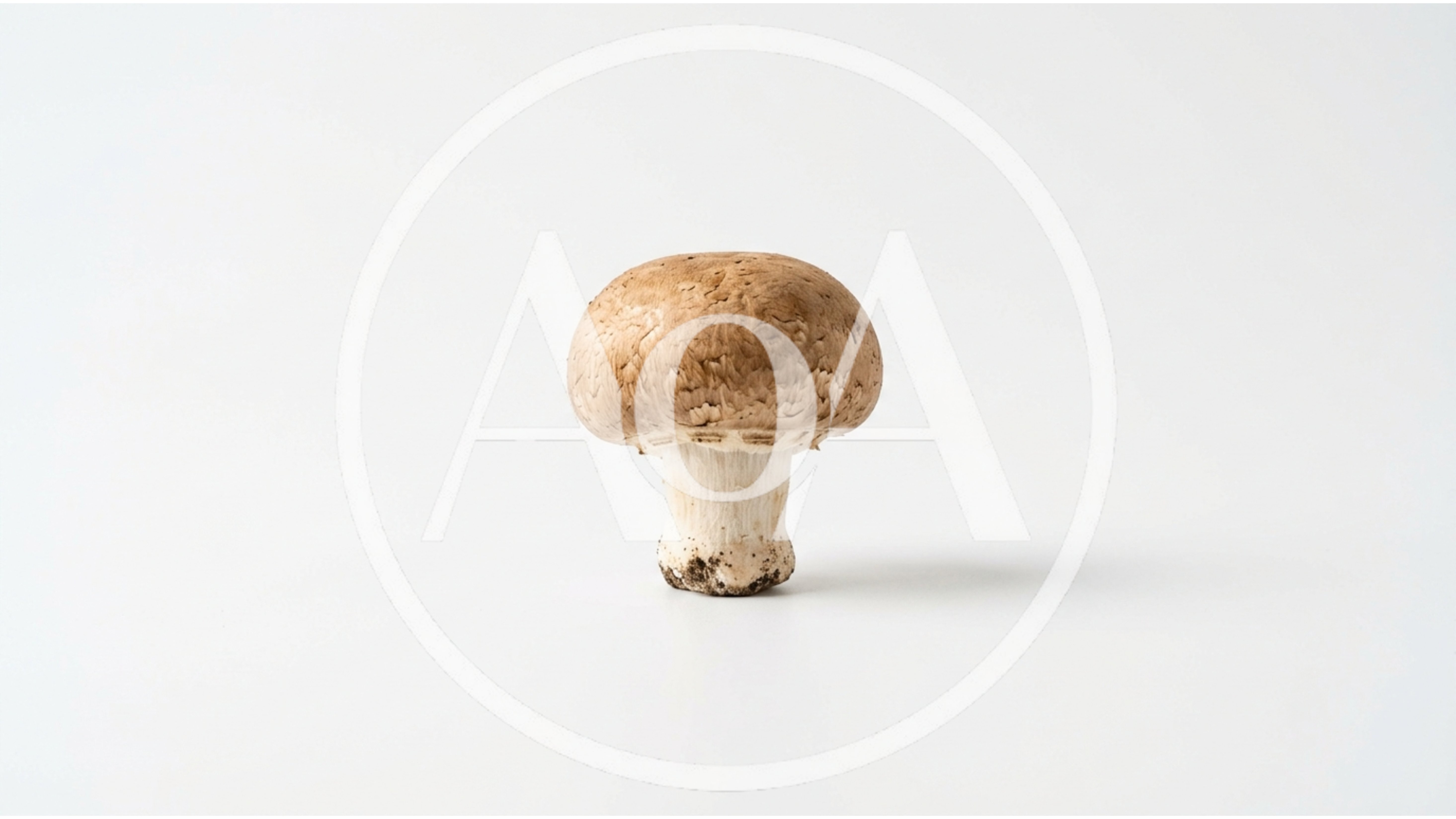 Single Brown Cremini Mushroom On White Background