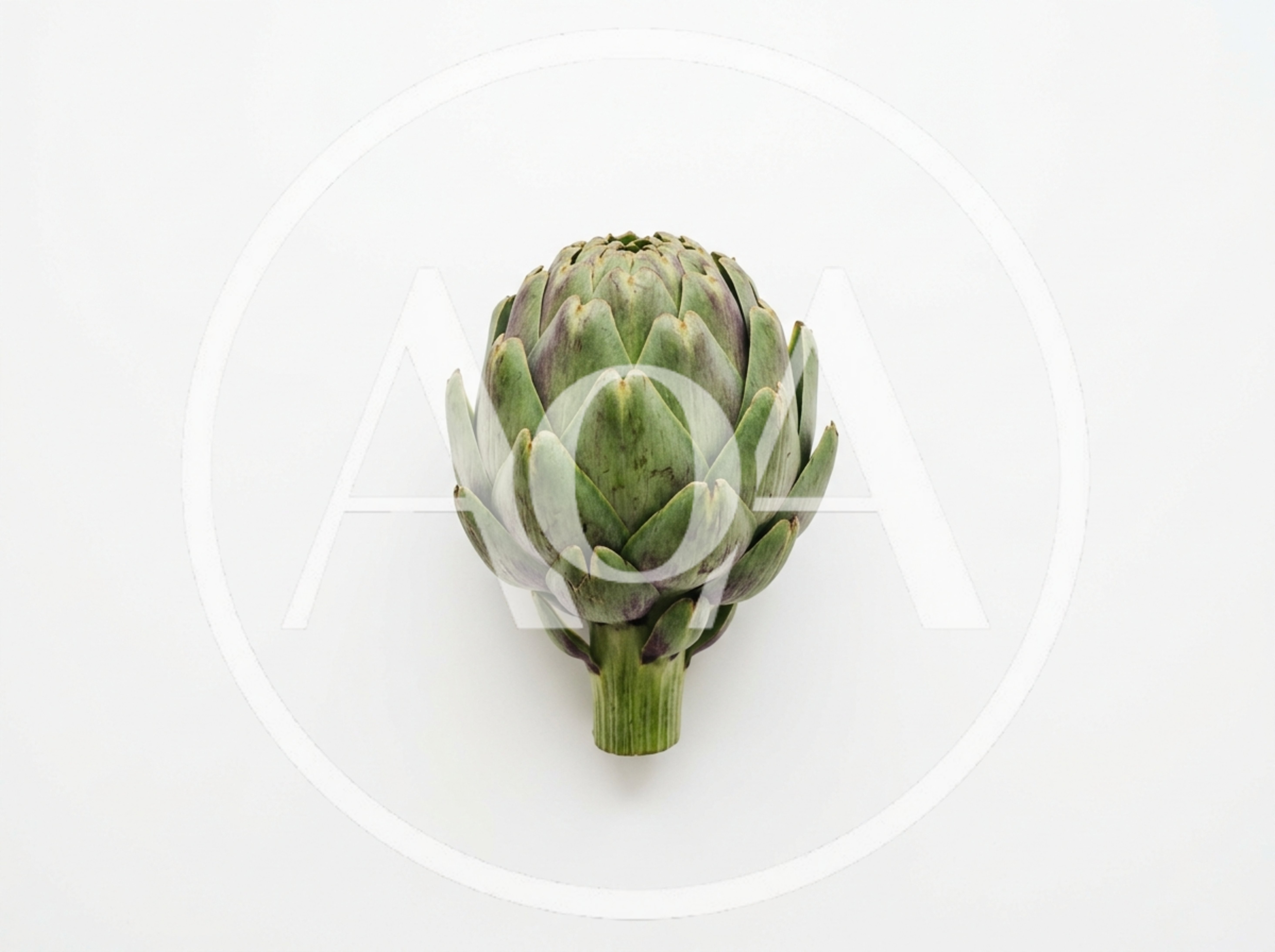 Single Fresh Globe Artichoke on White Background