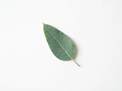 Single Green Eucalyptus Leaf on White Background