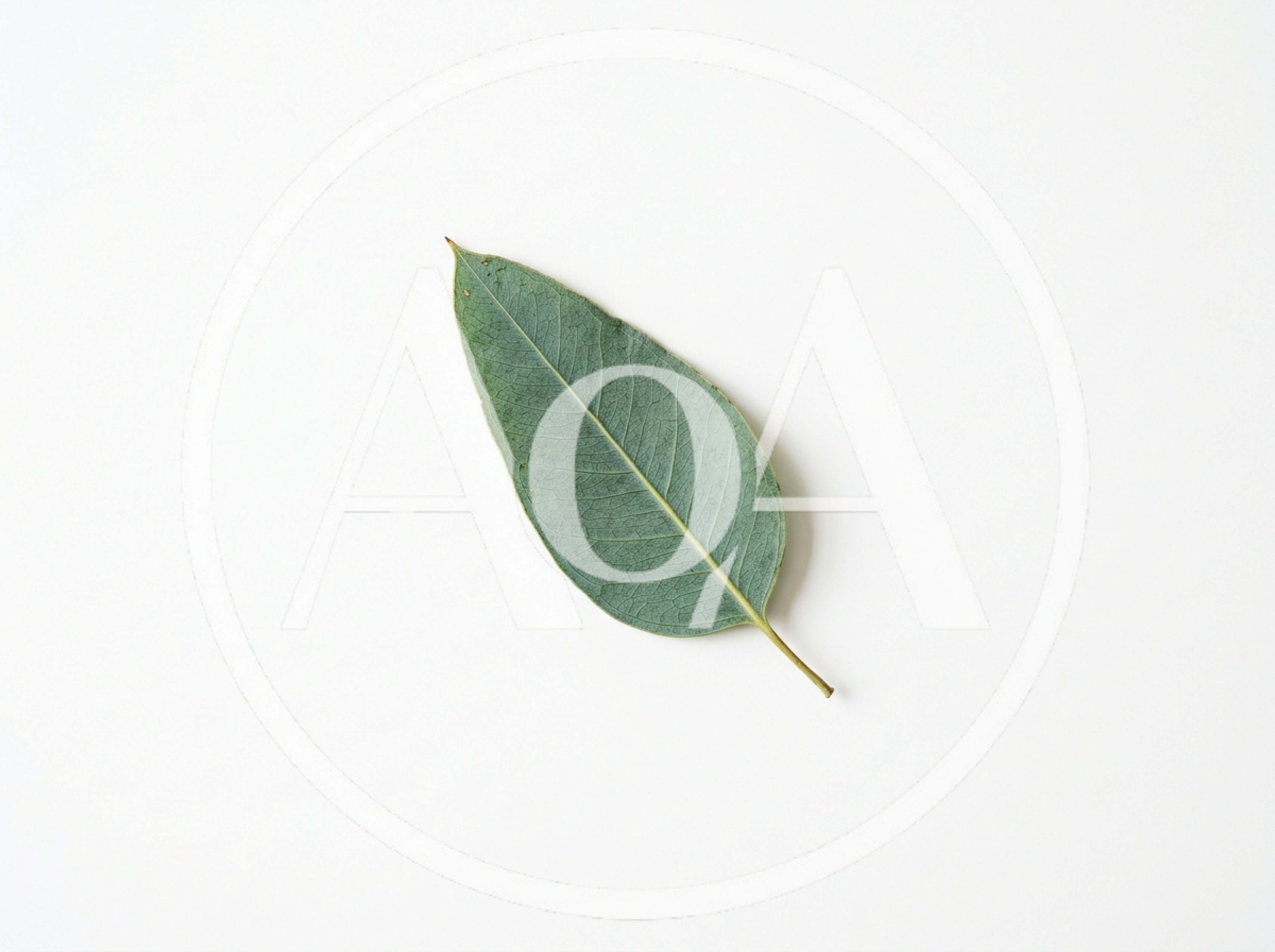 Single Green Eucalyptus Leaf on White Background