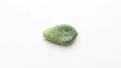 Single Succulent Leaf Isolated On White Background