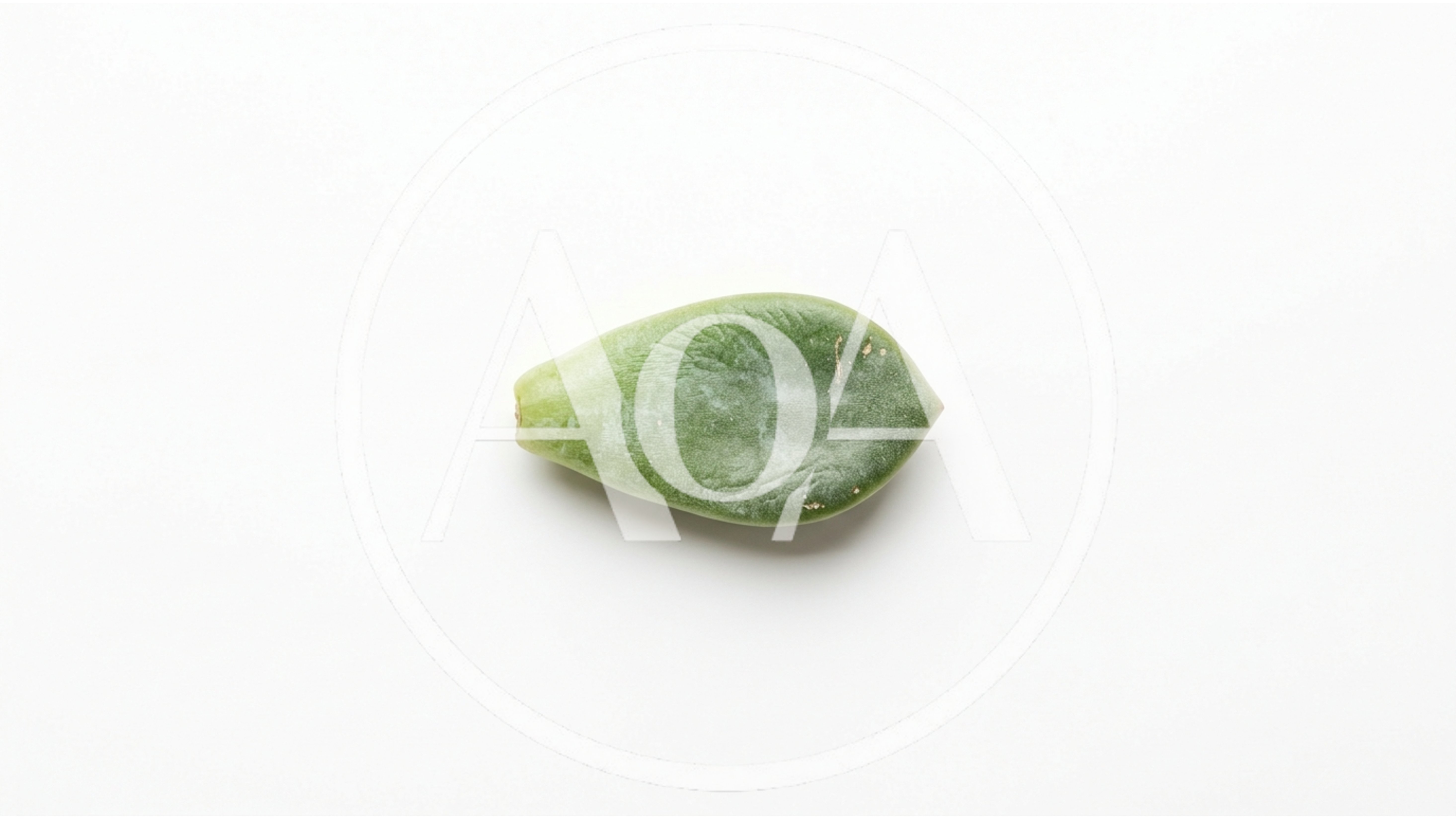 Single Succulent Leaf Isolated On White Background