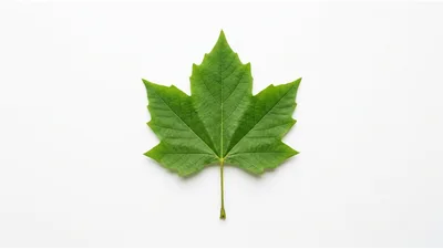 Single Green Sycamore Leaf On White Background