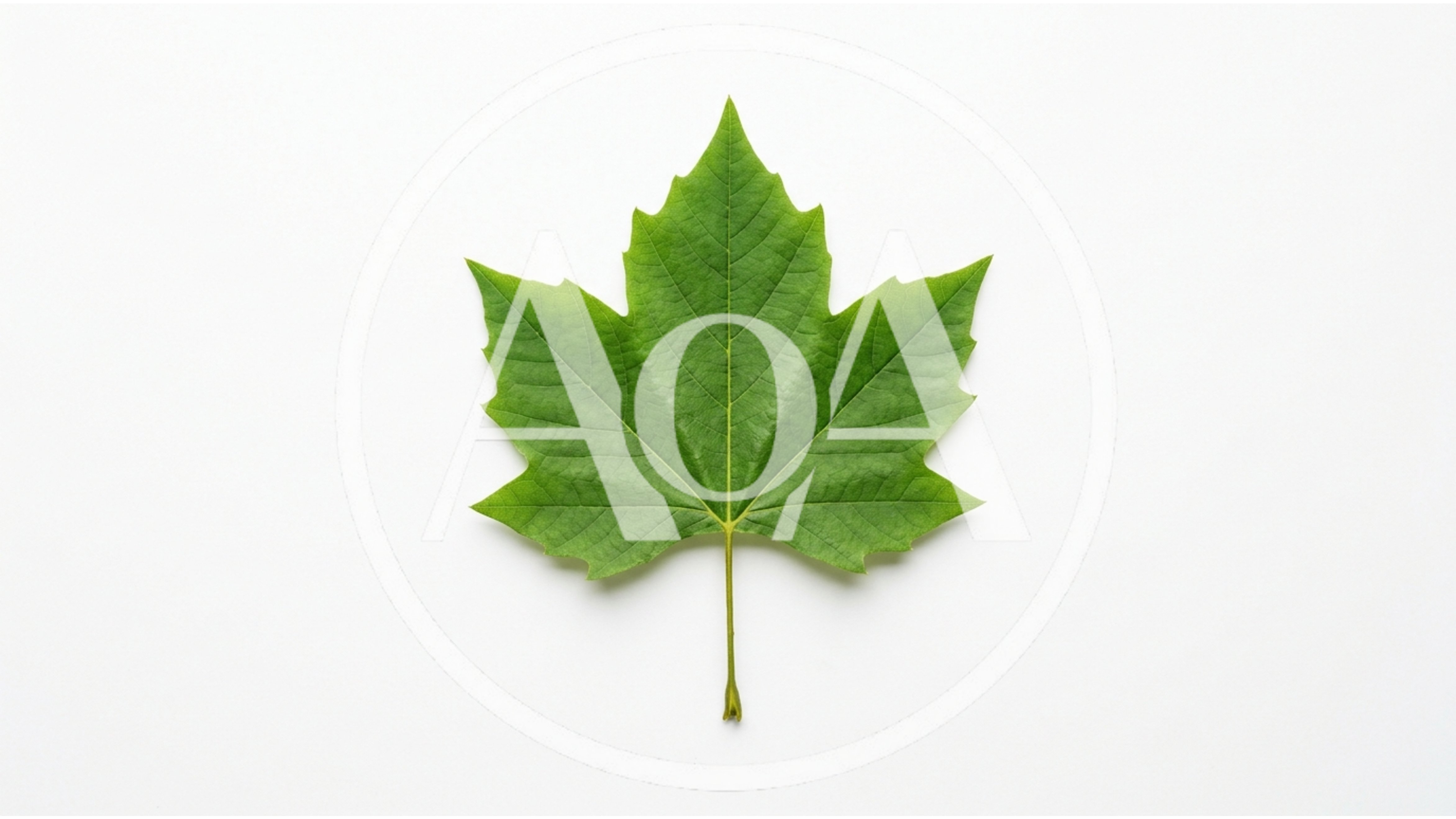 Single Green Sycamore Leaf On White Background