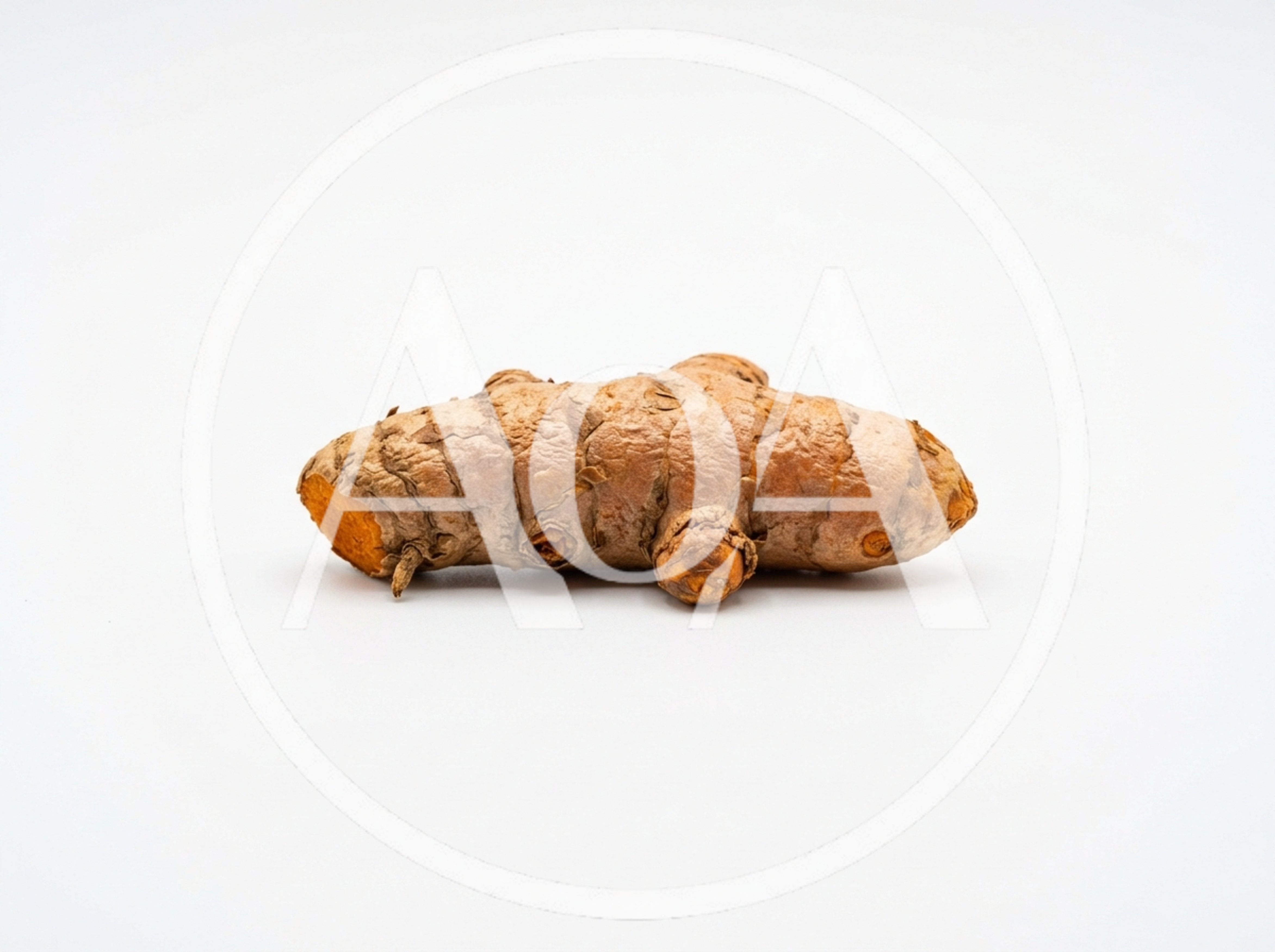 Single Fresh Turmeric Root On White Background