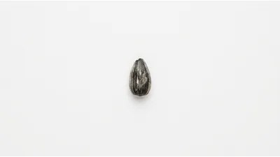 Single Sunflower Seed Isolated On White Background