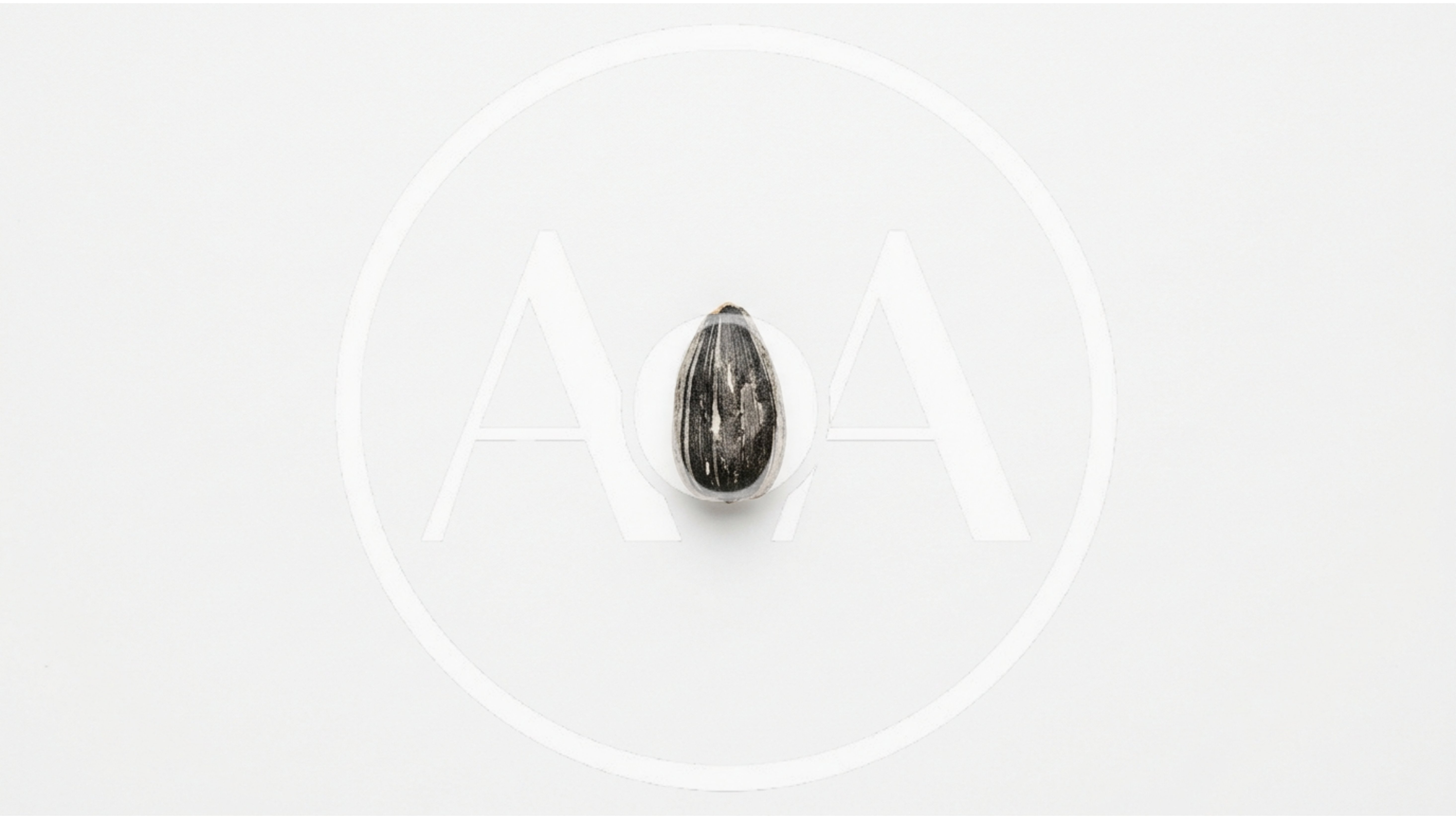 Single Sunflower Seed Isolated On White Background