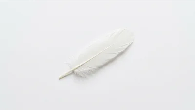 Single White Feather Isolated On Plain Background