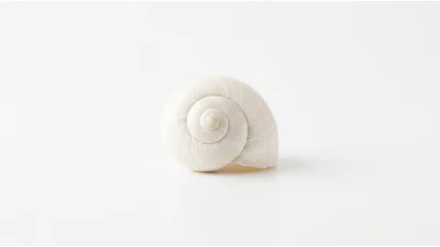 Single White Snail Shell On White Background