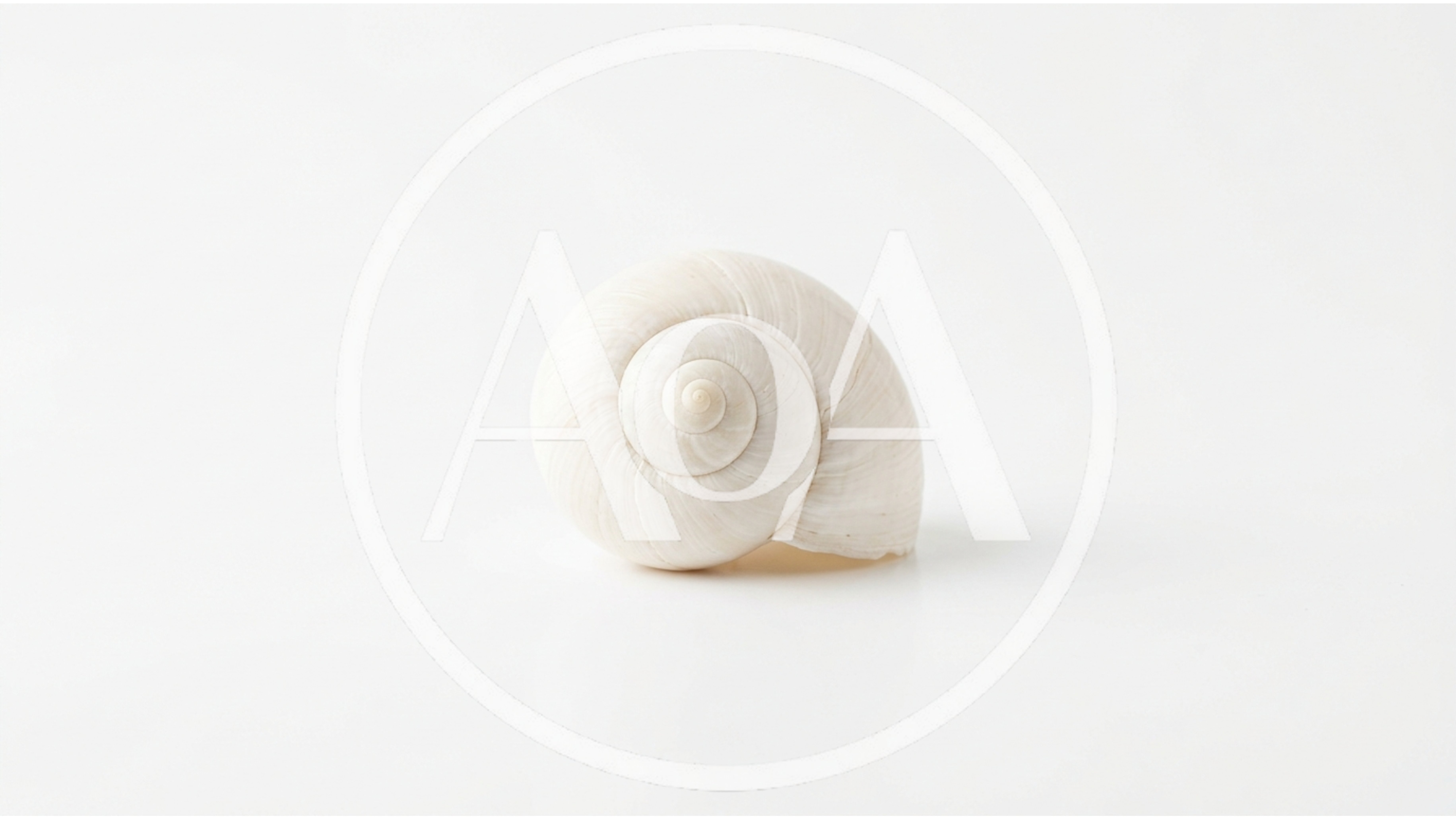 Single White Snail Shell On White Background