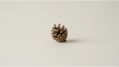 Single Brown Pine Cone on Neutral Background